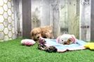 Little Multipoo Poodle Mix Puppy