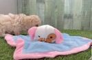 Poodle Puppy for Adoption