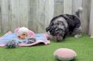 Cute Poochon Baby