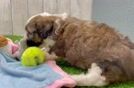 Little Mini Aussiepoo Poodle Mix Puppy