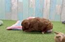 Cavapoo Pup Being Cute