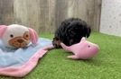 Popular Poodle Purebred Pup