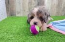 Sweet Mini Bernedoodle Baby