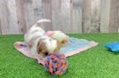 Cavapoo Pup Being Cute