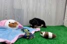 Smart Yorkie Poo Poodle Mix Pup