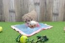 Poodle Puppy for Adoption