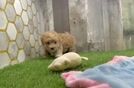 Maltipoo Puppy for Adoption
