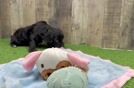 Cavapoo Pup Being Cute
