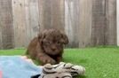 Shih Poo Puppy for Adoption