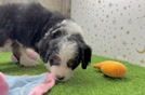 Smart Mini Bernedoodle Poodle Mix Pup
