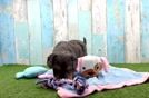 Cavapoo Puppy for Adoption