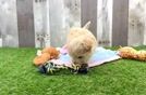 Friendly Maltipoo Baby