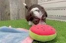 Friendly Havanese Purebred Pup