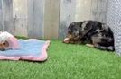 Cockapoo Pup Being Cute