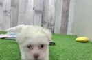 Energetic Bichon Habanero Purebred Puppy