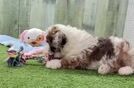 Popular Poodle Purebred Pup