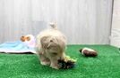 Maltipoo Pup Being Cute