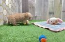 Petite Maltipoo Poodle Mix Pup