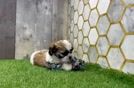 Adorable Shichon Designer Puppy