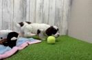 Playful Cocker Doodle Poodle Mix Puppy