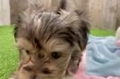 Morkie Puppy for Adoption