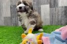 Mini Aussiedoodle Pup Being Cute