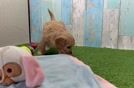 Cavapoo Puppy for Adoption