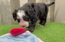 Mini Bernedoodle Puppy for Adoption