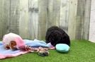Meet Valkyrie - our Mini Aussiedoodle Puppy Video