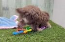 Meet Bali - our Mini Aussiedoodle Puppy Video