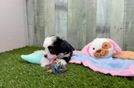 Happy Aussiechon Baby