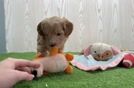 Best Mini Goldendoodle Baby