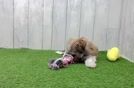 Meet Jazz - our Havanese Puppy Video