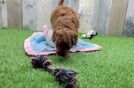 Meet Kendrick - our Mini Goldendoodle Puppy Video