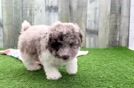 Petite Pudle Purebred Puppy