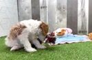 Meet Iggy - our Cavapoo Puppy Video
