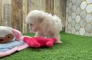 Petite Maltipoo Poodle Mix Pup