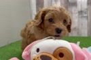 Cavapoo Pup Being Cute