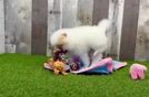Meet Calico - our Pomeranian Puppy Video