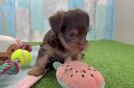 Yorkie Poo Pup Being Cute