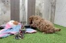 Cavapoo Pup Being Cute
