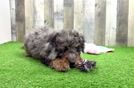 Playful Cavapoodle Poodle Mix Puppy