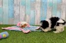 Havapoo Pup Being Cute