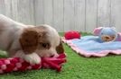 Hypoallergenic Cavalier King Charles Spaniel Purebred Pup