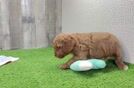 Sweet Cavapoo Baby