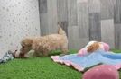 Maltipoo Puppy for Adoption