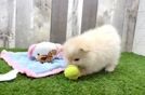 Popular Pomeranian Baby