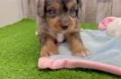 Mini Aussiedoodle Puppy for Adoption