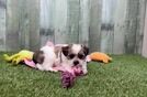 Energetic Shitzu Designer Puppy