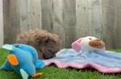 Meet Ed - our Shih Poo Puppy Video